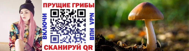 Псилоцибиновые грибы мицелий Сочи